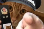 Kitten police funny emoticon picture