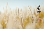2021年6月芒种桌面日历壁纸图片