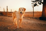 Cute golden retriever dog pictures desktop wallpaper
