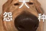 狗狗大怨种系列表情包