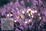 2021年5月薰衣草桌麵日曆壁紙