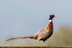 Beautiful pheasant pictures