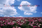 May 2022 fresh blue sky and green land scenery calendar wallpaper