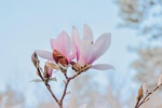 Magnolia flower photography HD desktop wallpaper