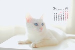 July 2021 Cute Cat Desktop Calendar Wallpaper