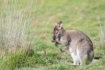 HD kangaroo pictures desktop wallpaper