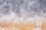 Snowflakes and snow scene mobile wallpaper in the cold season