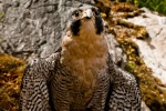 Peregrine Falcon Picture Desktop Wallpaper