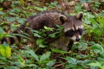 Cute little raccoon pictures
