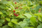 Fresh strawberry pictures desktop wallpaper