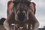 Australian kangaroo pictures