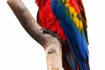 Colorful macaw pictures