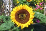 yellow sunflower pictures