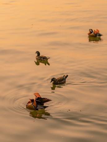 West Lake Dusk Teal Mobile Wallpaper