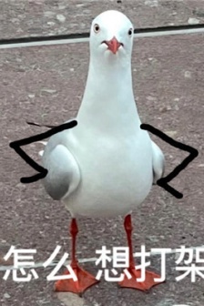 Very popular emoticon pictures of seabirds with words