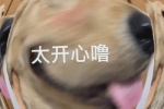 憨憨狗太开心噜表情包
