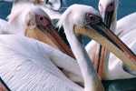 Big mouth white pelican picture