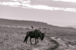 Wildebeest pictures in African grassland