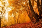 Beautiful golden autumn scenery wallpaper pictures