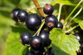 高清黑茶藨子图片桌面壁纸