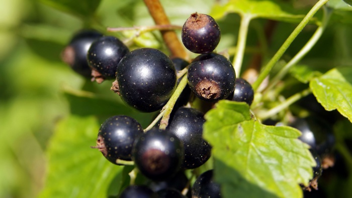 高清黑茶藨子图片桌面壁纸