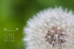 2022年4月护眼蒲公英桌面日历壁纸