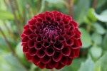 HD dahlia pictures
