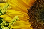 Sunflower sunflower mobile wallpaper