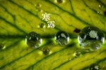 Fresh and eye-protecting scenery wallpaper of the cold dew solar term