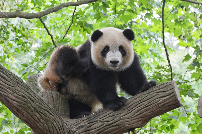 中国国宝大熊猫图片