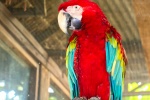 Colorful macaw pictures