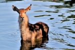 Waterbuck material picture desktop wallpaper