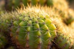 Thorny cactus pictures desktop wallpaper