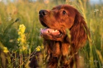 Irish Setter Dog Pictures Desktop Wallpaper