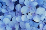 Blooming blue hydrangeas pictures desktop wallpaper