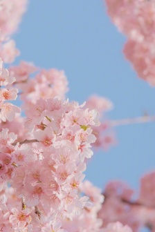 Beautiful spring cherry blossom mobile wallpaper