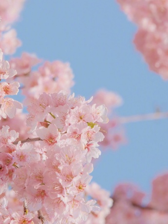 唯美春日樱花手机壁纸