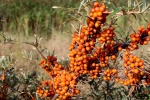 HD sea buckthorn fruit pictures desktop wallpaper