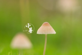 小清新24节气小暑电脑桌面壁纸