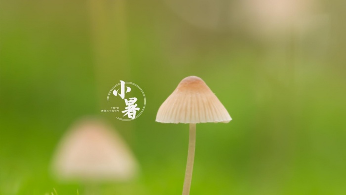 Little Fresh 24 Solar Terms Xiaoshu Computer Desktop Wallpaper