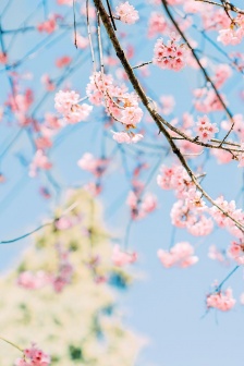 小清新櫻花樹手機壁紙圖片