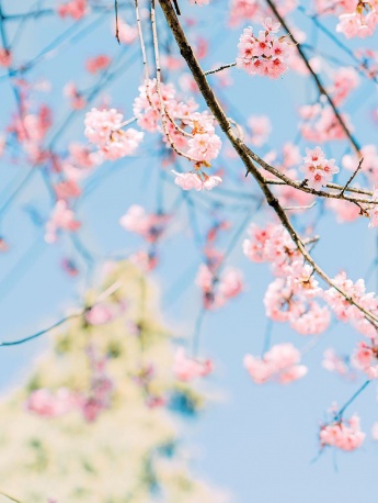 小清新樱花树手机壁纸图片