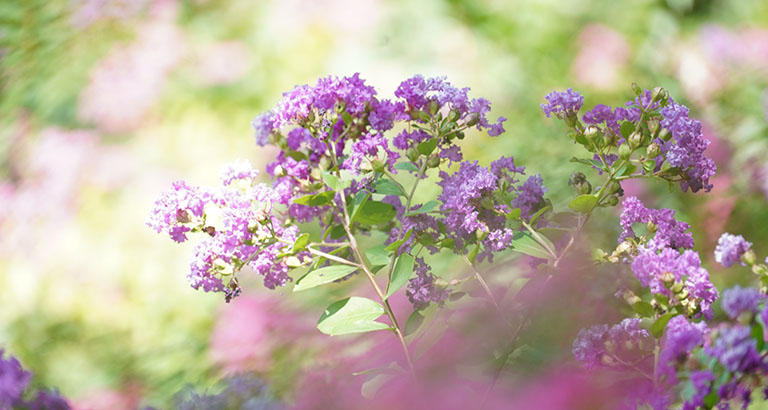 紫薇花桌麵壁紙