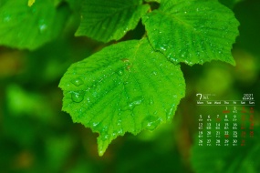 July 2021 Desktop Calendar Wallpapers That Are Good for Your Eyes