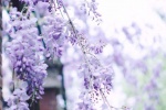 紫藤花清新風高清壁紙