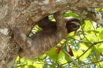 Sloth Pictures Cute Sloth Pictures