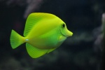 Yellow high-fin surgeonfish picture desktop wallpaper