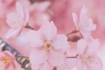 春日粉色櫻花手機壁紙