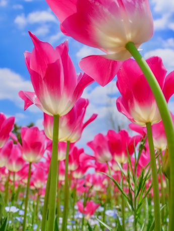 五顏六色花卉圖片手機壁紙