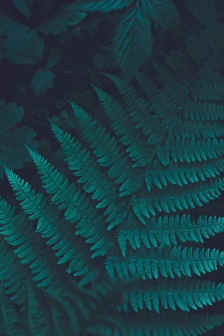 Small fresh healing green leaves mobile wallpaper